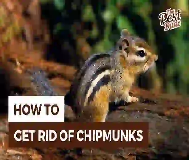 How to Get Rid of Chipmunks in Your Yard
